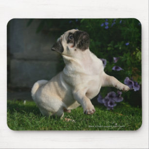 Kitz-Mops-Welpe Mousepad