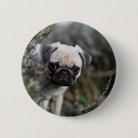 Kitz-Mops-WelpeHeadshot