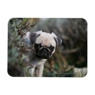 Kitz-Mops-WelpeHeadshot Magnet