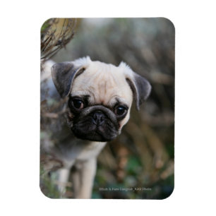 Kitz-Mops-WelpeHeadshot Magnet