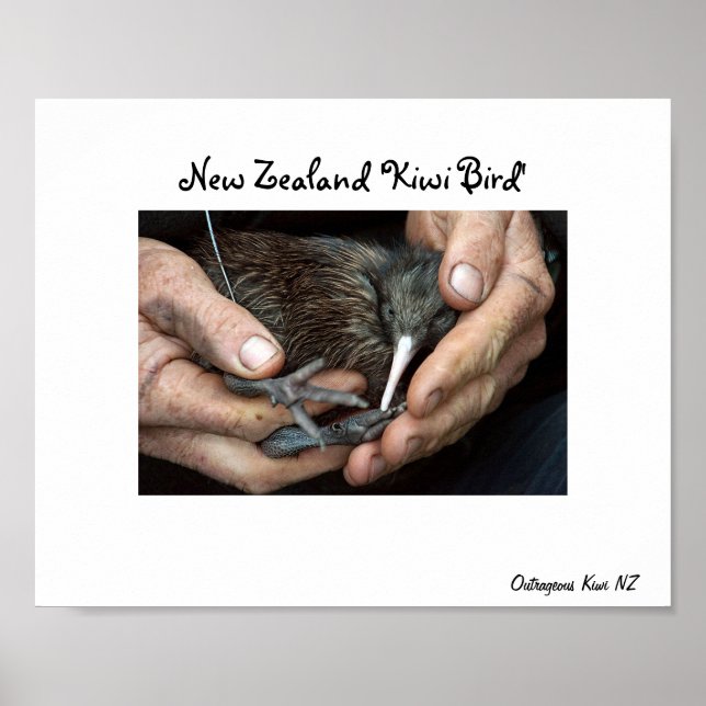Kiwi Bird in Handplakat Poster (Vorne)