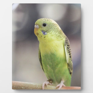 Kiwi Burbell Fotoplatte