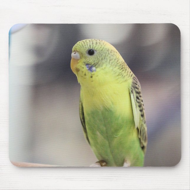 Kiwi Burbell Mousepad (Vorne)