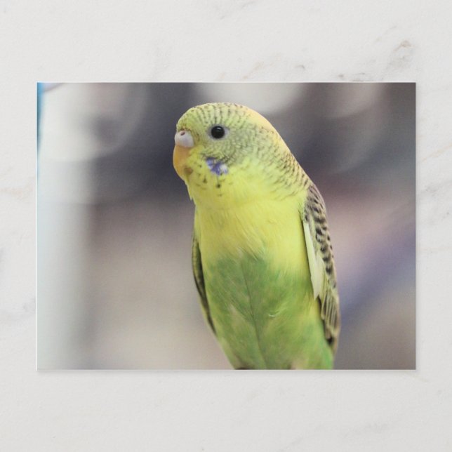 Kiwi Burbell Postkarte (Vorderseite)