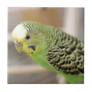 Kiwi Fliese