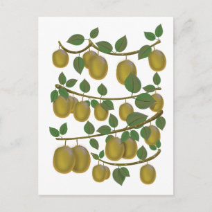 Kiwi Fruit Postkarte