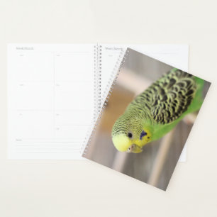 Kiwi Planer