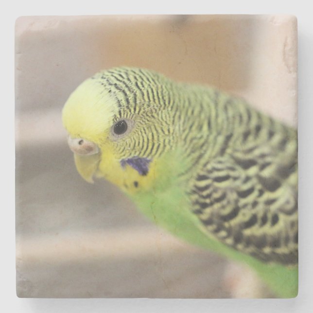 Kiwi Steinuntersetzer (Vorderseite)