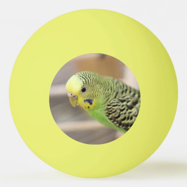 Kiwi Tischtennisball (Vorderseite)
