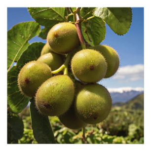 Kiwis auf einem Baum Fotodruck