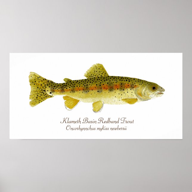 Klameth Basin Redband Trout Poster (Vorne)