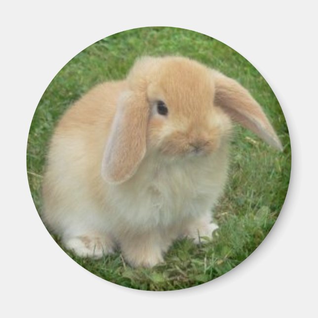 Klappe Magnet (Vorne)