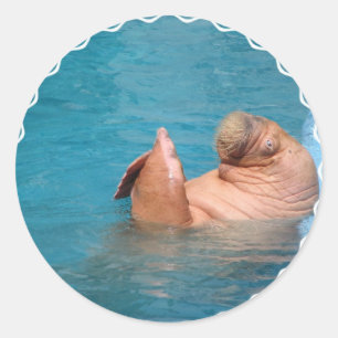 Klappen von Walrus Stickers