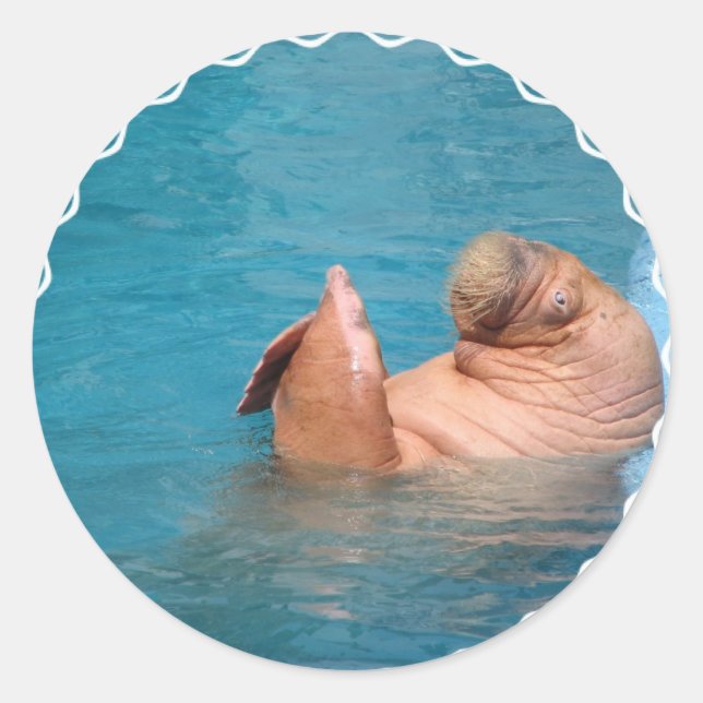 Klappen von Walrus Stickers (Vorderseite)