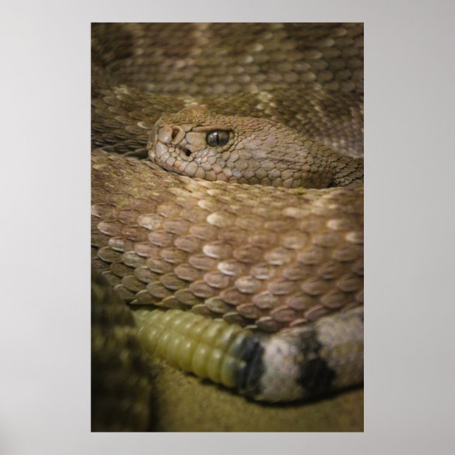 Klapperin Poster (Vorne)