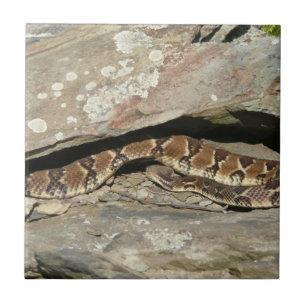 Klapperschlange im Shenandoah National Park Fliese