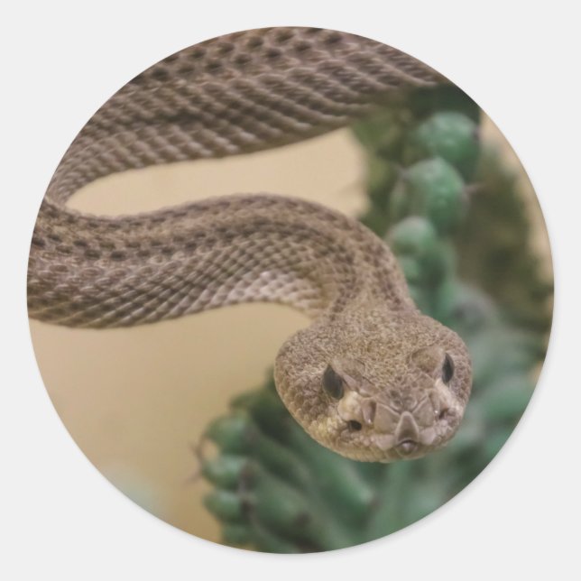 Klapperschlange Runder Aufkleber (Vorderseite)