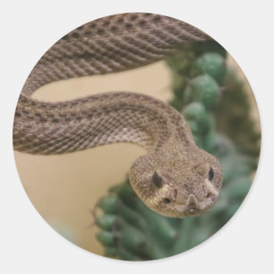 Klapperschlange Runder Aufkleber