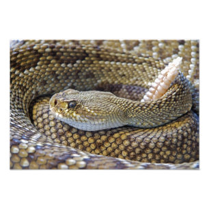 Klapperschlangenfoto Fotodruck