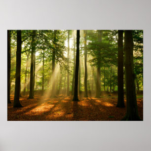 Klare Lichtstrahlen, die durch den Wald strahlen Poster