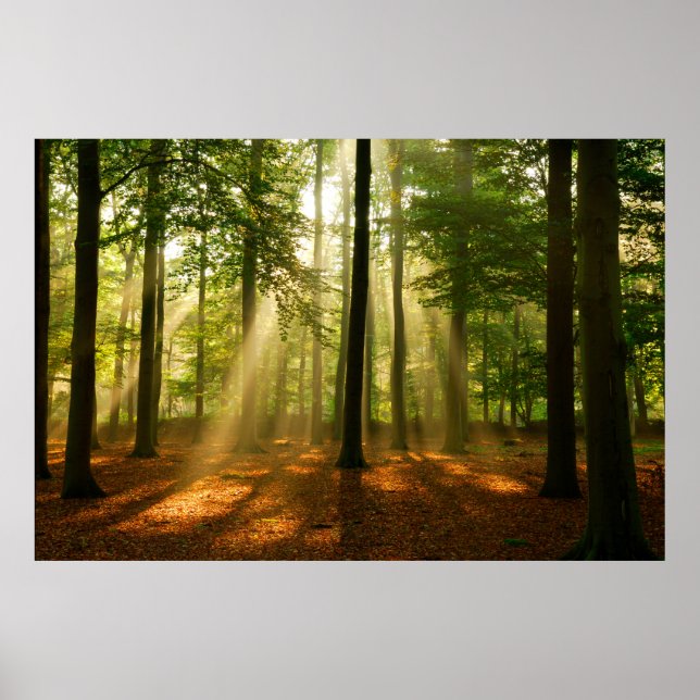 Klare Lichtstrahlen, die durch den Wald strahlen Poster (Vorne)