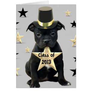 Klasse von Staffordshire-Bullterrierkarte 2013