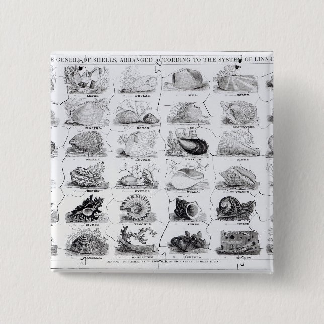 Klassen der Muschellaubsäge, Pub. durch W. Edwards Button (Vorderseite)