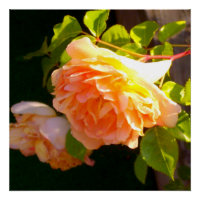 Klassisch orange pfirsichfarbene Rose