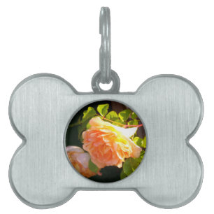 Klassisch orange pfirsichfarbene Rose Tiermarke
