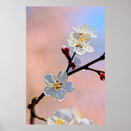Klassische japanische Apricot-Blume Poster