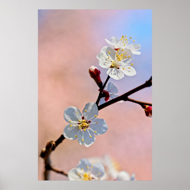 Klassische japanische Apricot-Blume Poster (Vorne)
