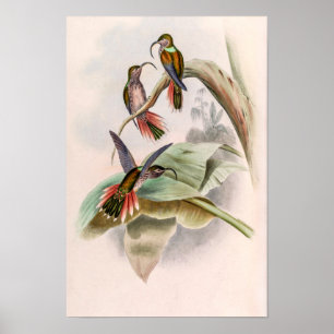 Klassische Kolibris von John Gould Poster