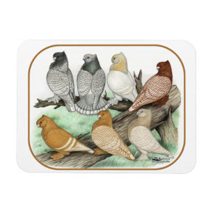 Klassische Krause-Tauben Blondinettes Magnet