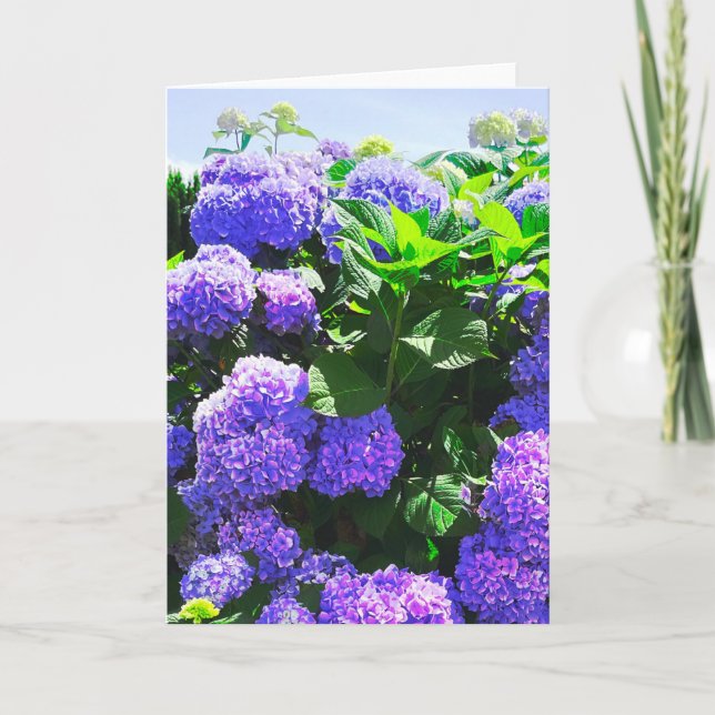 Klassische Lila Hydrangea Grußkarte Karte (Vorderseite)