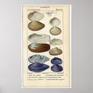 Klassische Marineradierung - Muscheln Poster