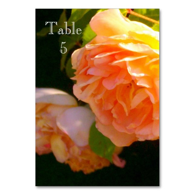 Klassische Rose mit orangefarbenem Pachy Tischnummer (Vorderseite)