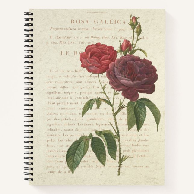 Klassische Vintage Rosa Gallica Notizbuch (Vorderseite)