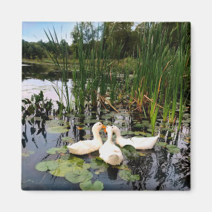 Klassische weiße Enten am schönen See Magnet