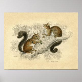 Klassische Zoologische Ätzung - Eichhörnchen Poster