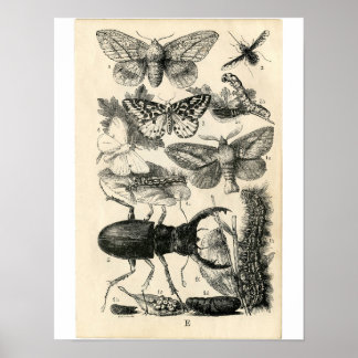 Klassische Zoologische Ätzung - Insekten Poster