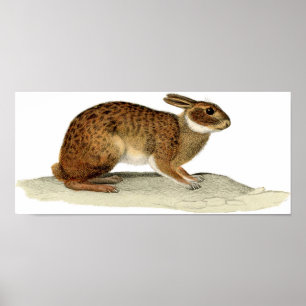 Klassische Zoologische Ätzung - Kaninchen Poster