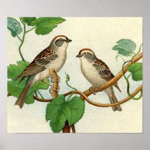 Klassische zoologische Ätzung - Sparrow Poster