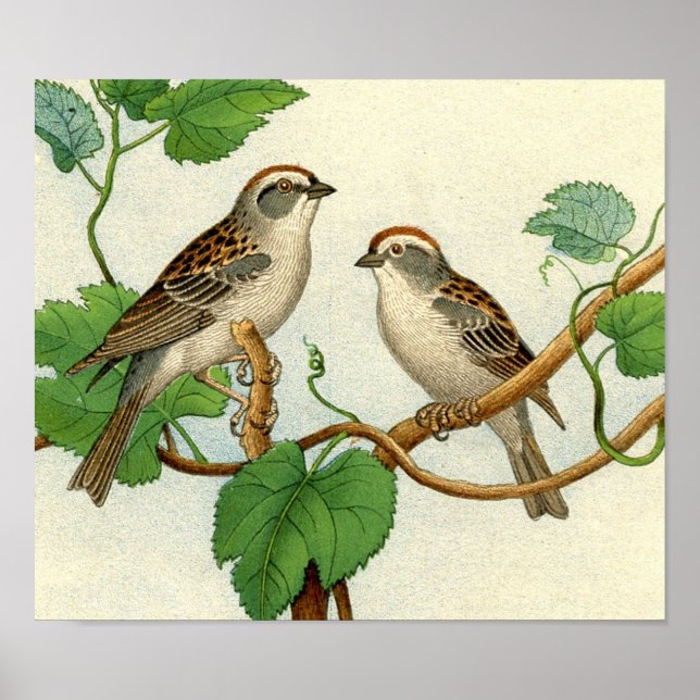 Klassische zoologische Ätzung - Sparrow Poster (Vorne)