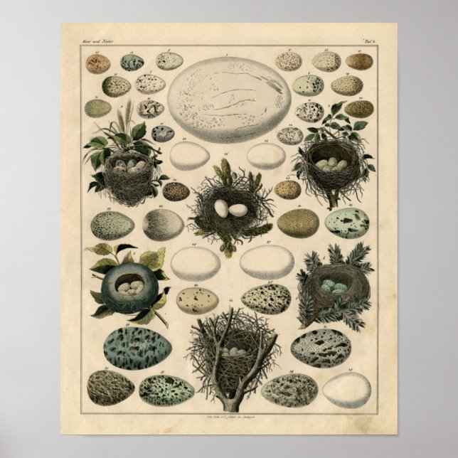 Klassische Zoologische Ätzung - Vogelnest und Eier Poster (Vorne)