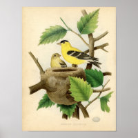 Klassische zoologische Etching - American Goldfinc