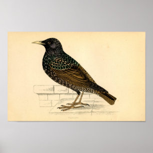Klassische zoologische Radierung - Starling Poster