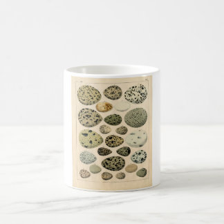 Klassische zoologische Radierung - Vogel-Eier Kaffeetasse