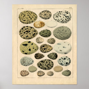 Klassische zoologische Radierung - Vogel-Eier Poster