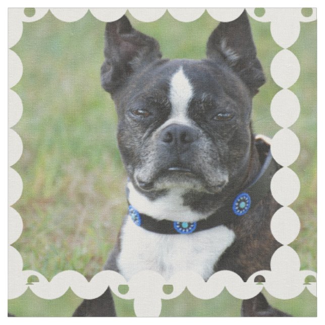 Klassischer Hund Bostons Terrier Stoff (Nahaufnahme)