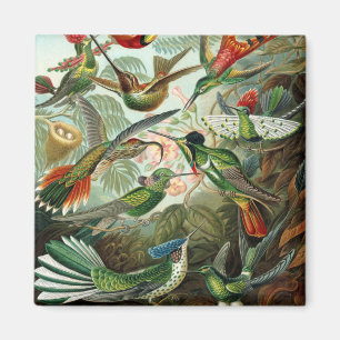 Klassisches Gemälde von Kolibri Magnet